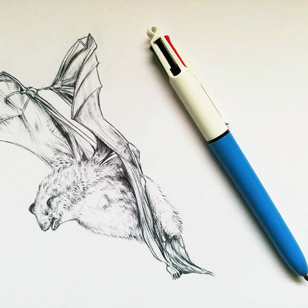 Daubenton’s bat – drawing by Aga Grandowicz
