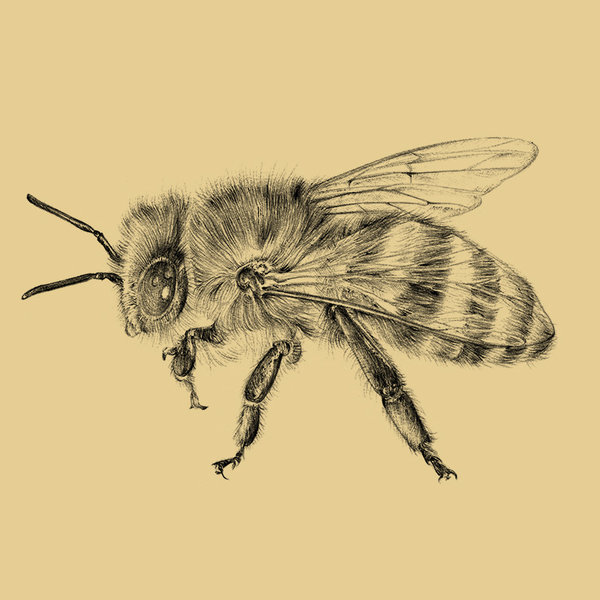 Aga Grandowicz  honey bee – drawing.