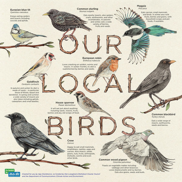 aga-grandowicz_local-birds-info-board.jpg