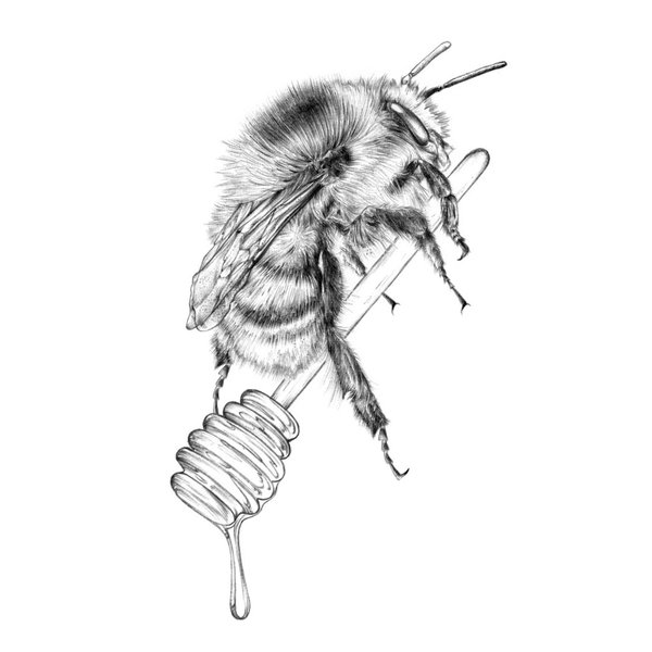 Aga Grandowicz – bee drawing