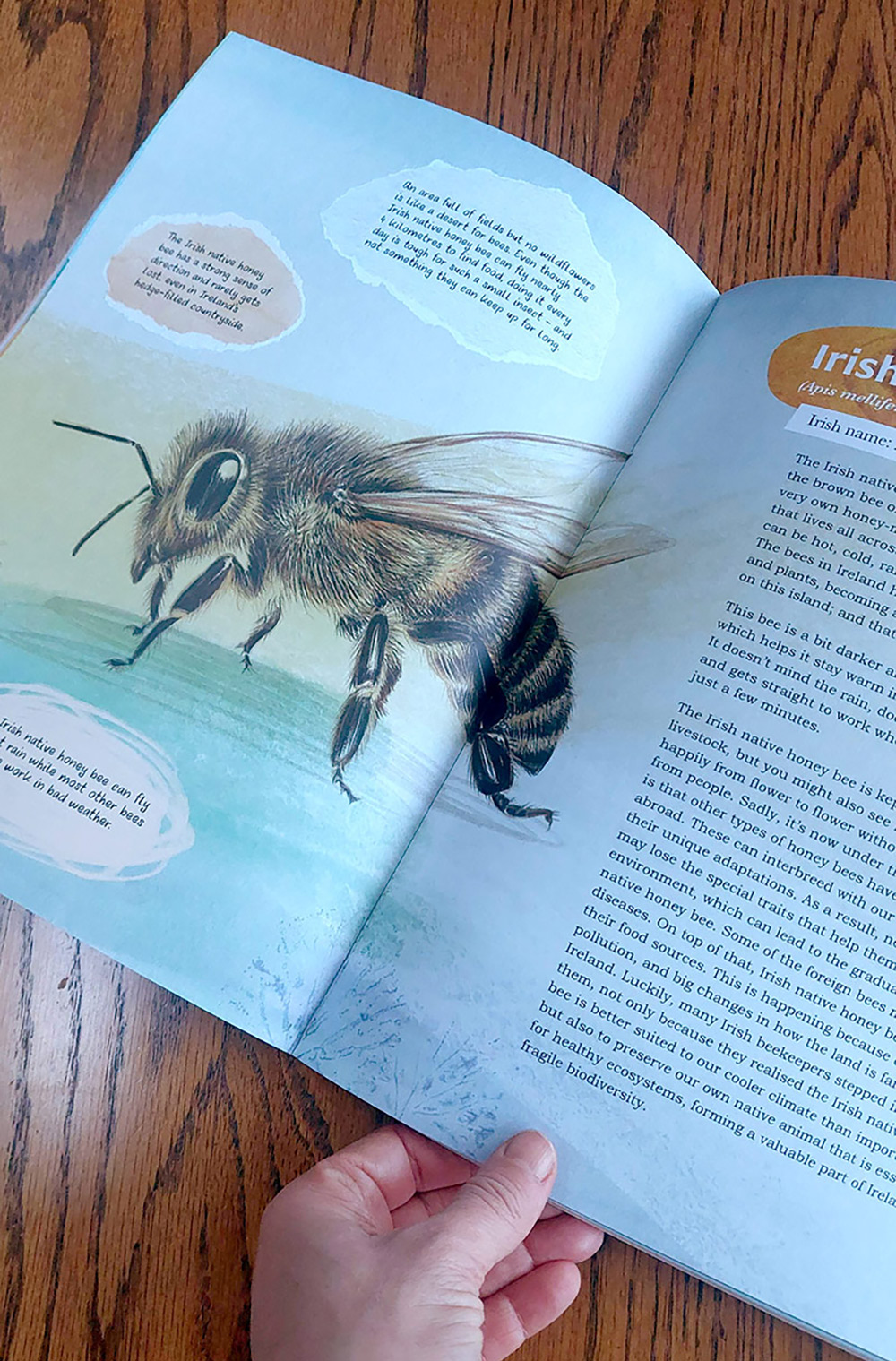 Animals-of-Irish-Name-and-Origin by Aga Grandowicz_Irish-native-honey-bee spread