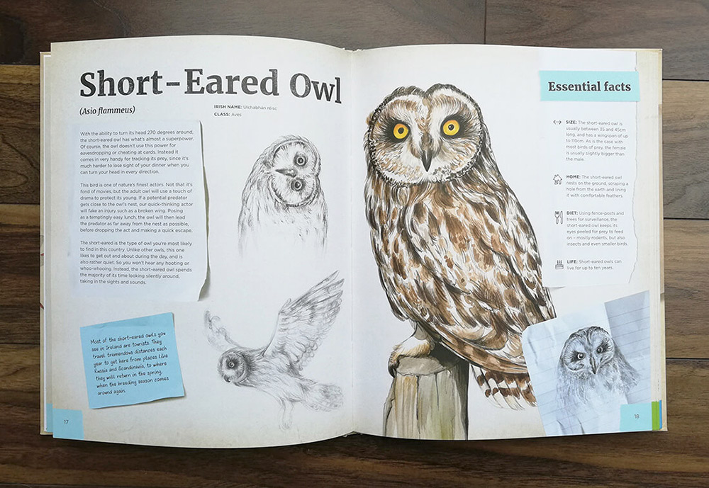 Dr Hibernica Finch's Compelling Compendium of Irish Animals_spread with the short-eared owl_aga-grandowicz
