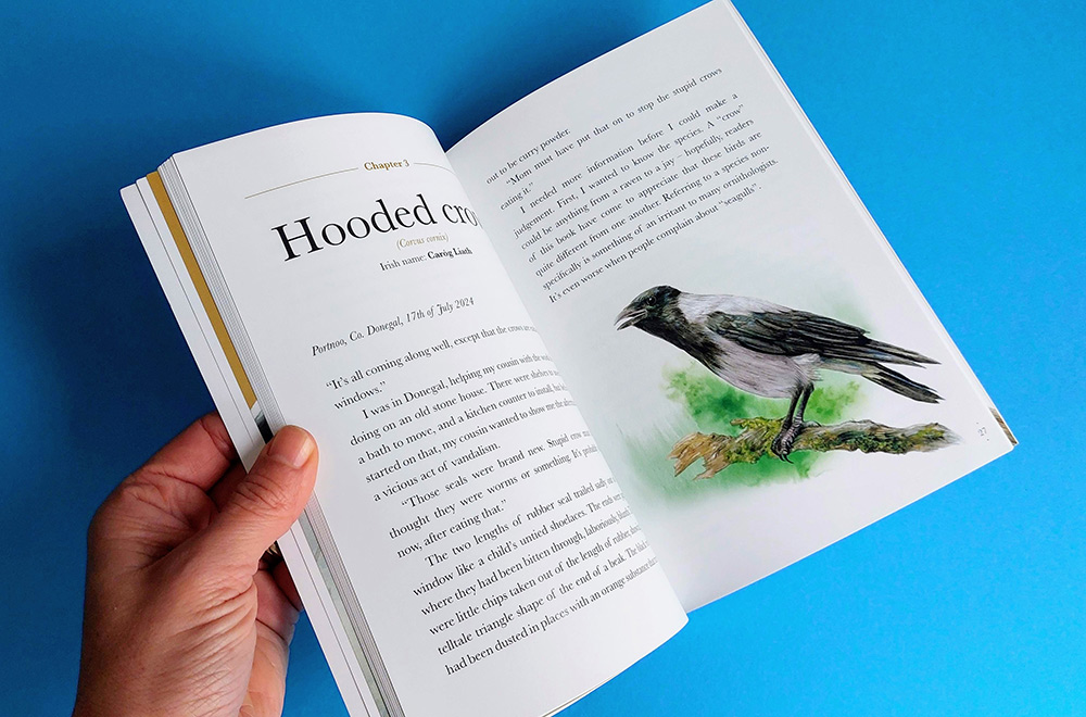 Encounters-with-corvids_Hooded-Crow_by-Fionn-Ó-Marcaigh,-illustrated-by-Aga-Grandowicz.