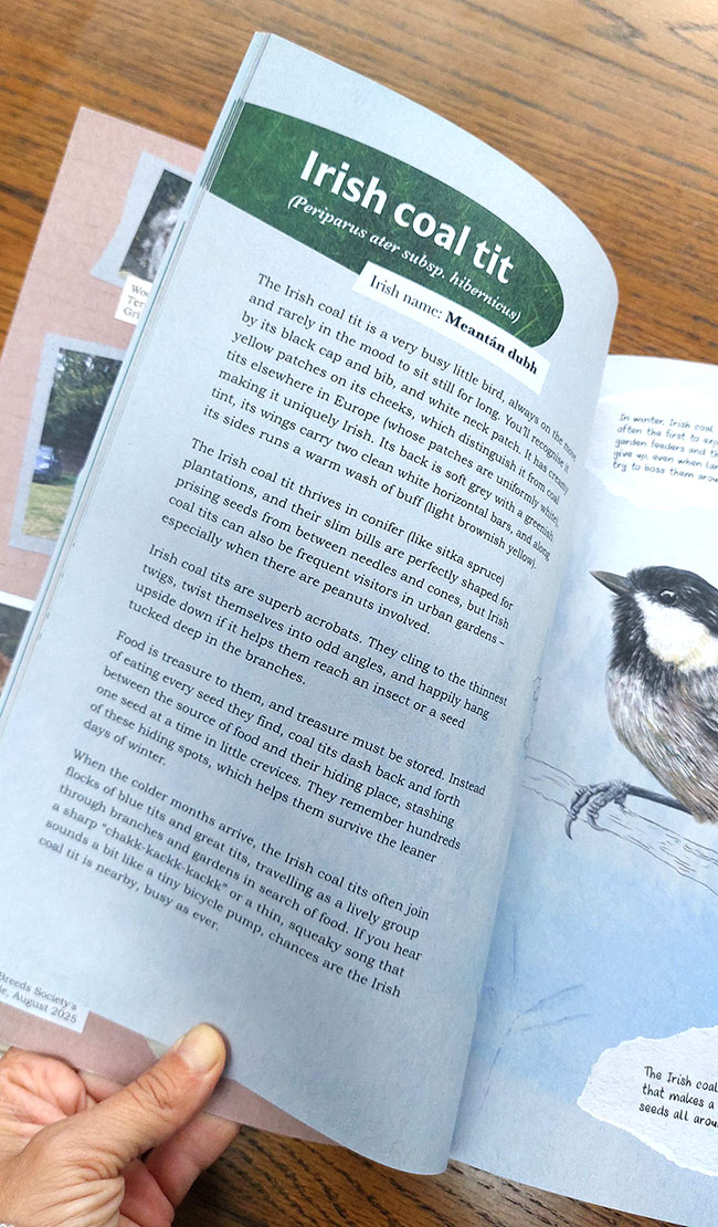 Irish coal tit_page from Animals of Irish Name and Origin by Aga Grandowicz.