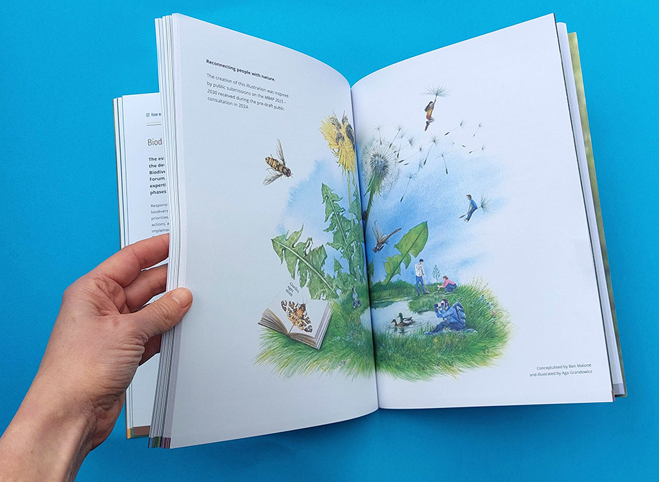 Meath-Biodiversity-Action-Plan_design-and-artwork-by-Aga-Grandowicz_4_creative wildlife illustration.