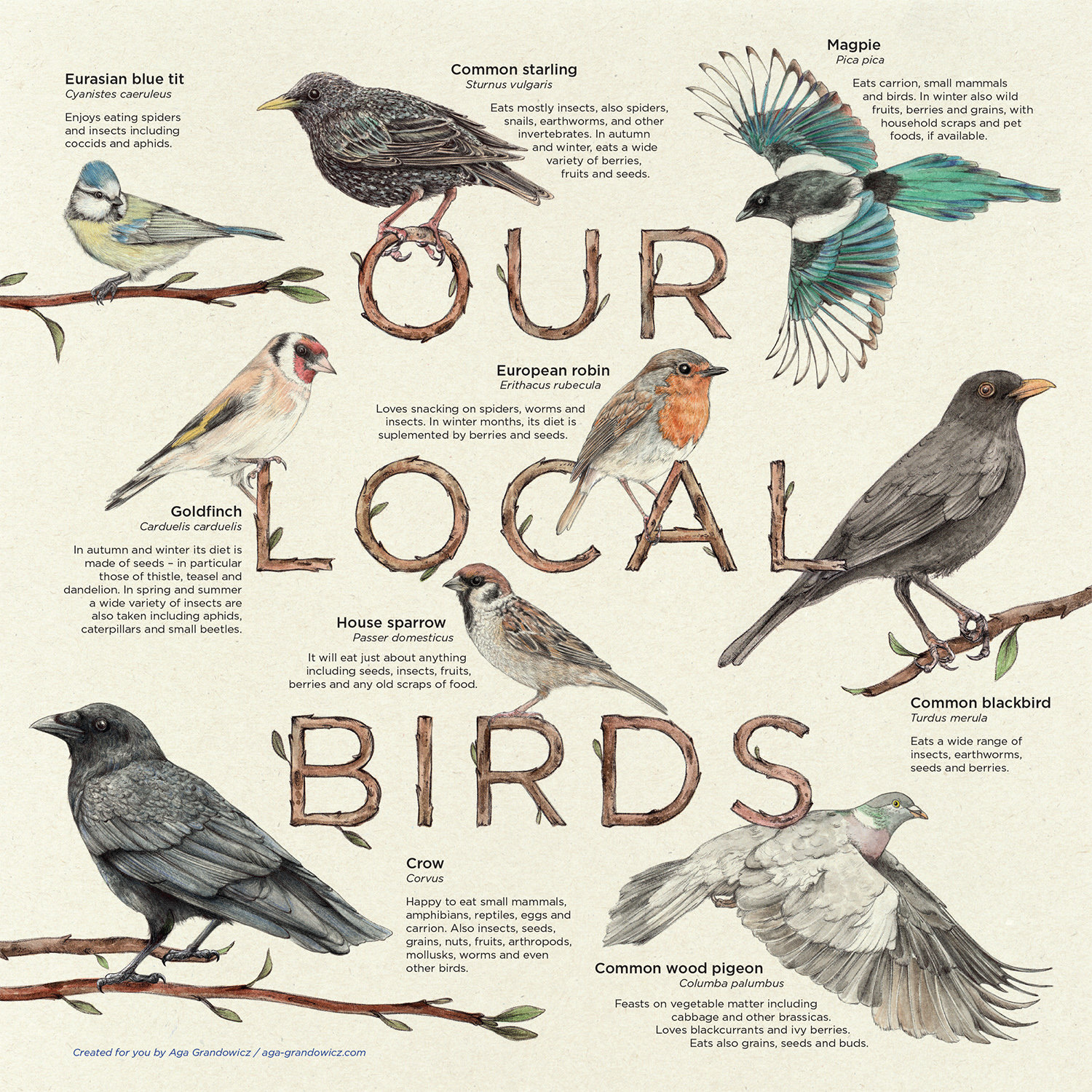 Our local birds_info board_40x40cm_Aga-Grandowicz.