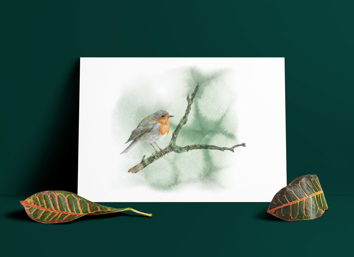 European robin – artwork by Aga Grandowicz.