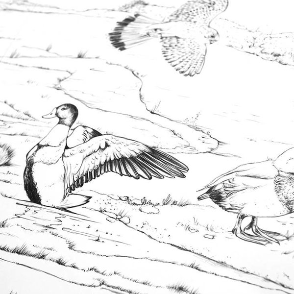 Birds drawings by Aga Grandowicz, photo 1