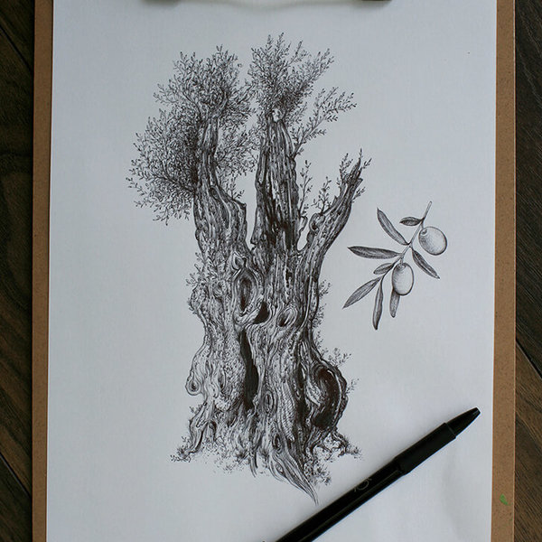 Drawing of an olive tree, no. 4, full.jpg