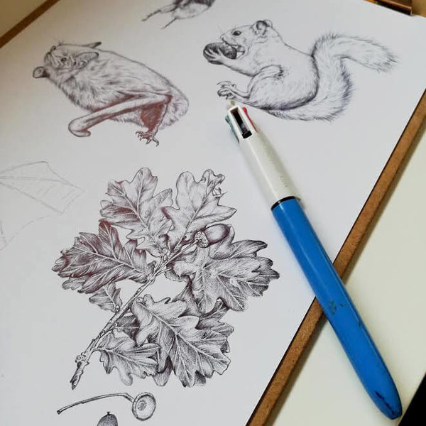 Wildlife illustrations for an information board featuring animal and plant drawings – work in progress by Aga Grandowicz.