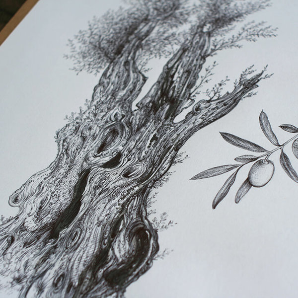 Drawing of an olive tree, no. 4, close-up.jpg