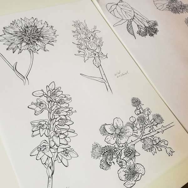 Tullamore D.E.W Honey_Bohemian plants_label illustration by Aga Grandowicz