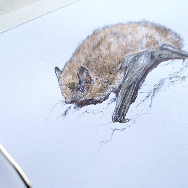 Soprano Pipistrelle bat – drawing by Aga Grandowicz, photo 2