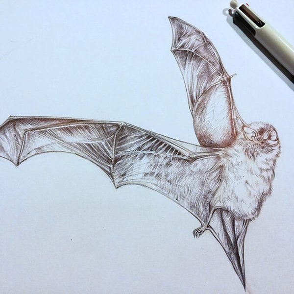 Nathius pipistrelle bat – drawing by Aga Grandowicz