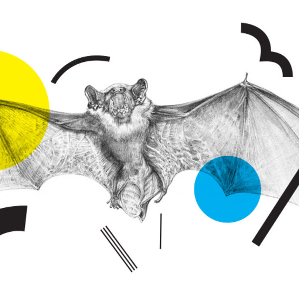 Drawing of a bat by Aga Grandowicz