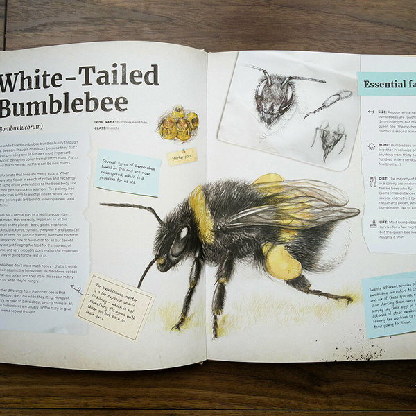 Bumblebee spread from Dr Hibernica Finch's Compelling Compendium of Irish Animals