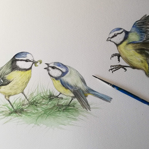 Illustration of feeding blue tits  – from Blue tit chick – children's book by Bernardine Mulryan and Aga Grandowicz