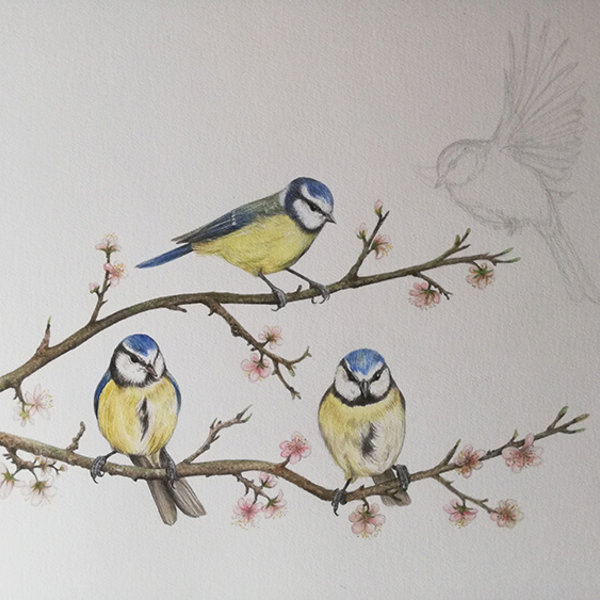 Illustration of blue tits on a branch – from Blue tit chick – children's book by Bernardine Mulryan and Aga Grandowicz