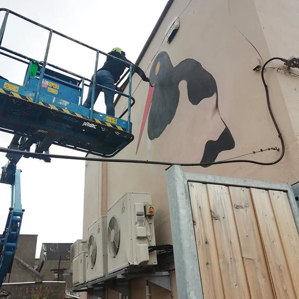 Oystercatcher mural in Dun Laoghaire by Aga Grandowicz_wip2