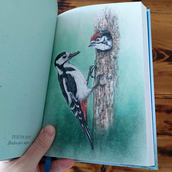 great-spotted-woodpecker_illustration-by-aga-grandowicz.jpg