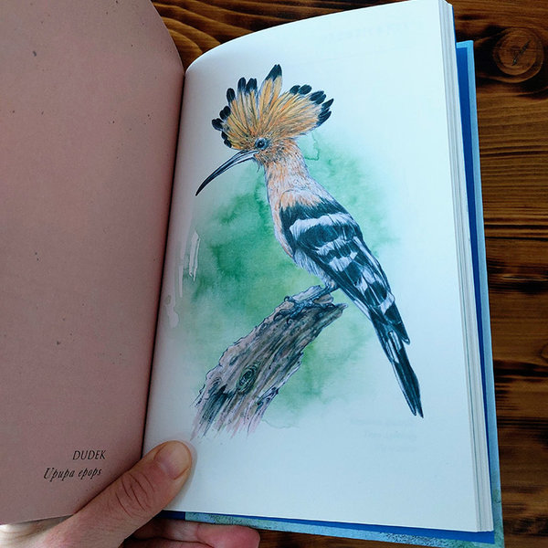 hoopoe_illustration-by-aga-grandowicz.jpg