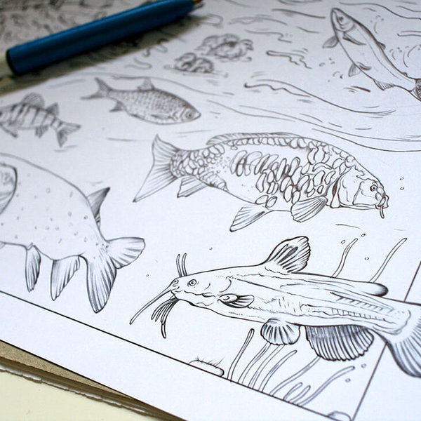 Blackwater habitat – fish drawings by Aga Grandowicz, photo 2