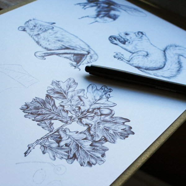 Wildlife illustrations for an information board featuring animal and plant drawings – work in progress by Aga Grandowicz.