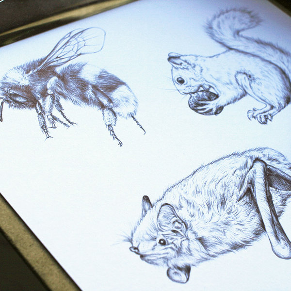 Wildlife illustrations for an information board featuring animal and plant drawings – work in progress by Aga Grandowicz.