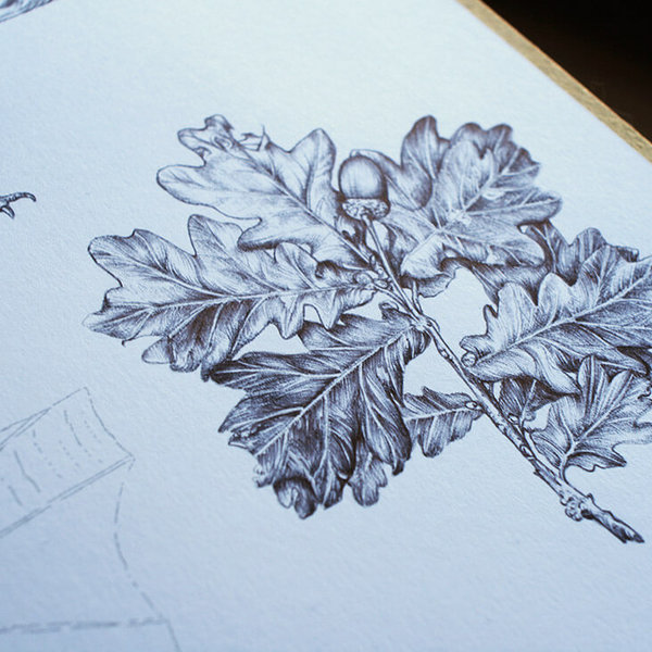 Wildlife illustrations for an information board featuring animal and plant drawings – work in progress by Aga Grandowicz.