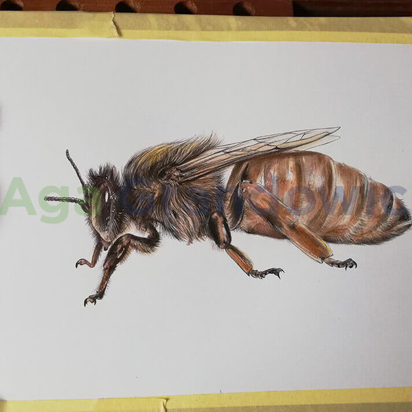 qeen-bee2-colour_by_aga-grandowicz.jpg