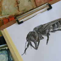 Wallace's Giant Bee – an original drawing by Aga Grandowicz