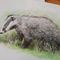 European Badger – original artwork by Aga Grandowicz