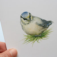 A6 CARD – blue tit chick in the grass_close-up.