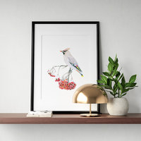 Bohemian waxwing – original colour pencil drawing by Aga Grandowicz.