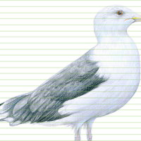 Caspian gull – original colour pencil drawing by Aga Grandowicz - closeup.