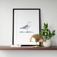 Caspian gull – original colour pencil drawing by Aga Grandowicz.