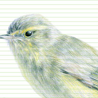 Common chiffchaff – original colour pencil drawing by Aga Grandowicz – closeup.