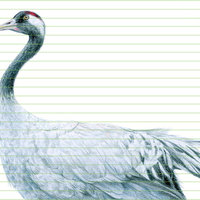 Common crane – original colour pencil drawing by Aga Grandowicz – closeup.