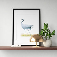 Common crane – original colour pencil drawing by Aga Grandowicz.