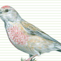 Common Linnet – original colour pencil drawing by Aga Grandowicz – closeup.