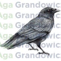 Crow – original artwork by Aga Grandowicz – close-up.