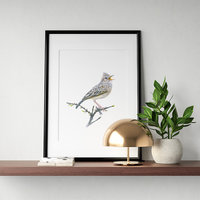 Eurasian skylark – original colour pencil drawing by Aga Grandowicz.