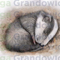 Sleeping cub of a European badger – original artwork by Aga Grandowicz_2