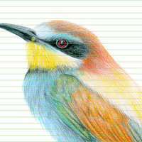 European bee eater – original colour pencil drawing by Aga Grandowicz – closeup.