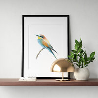 European bee eater – original colour pencil drawing by Aga Grandowicz.