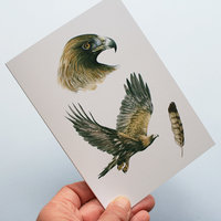 Greeting card, A5 folded to A6, with wildlife illustration of a golden eagle.