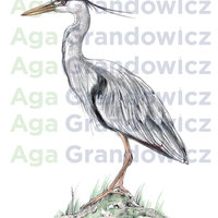 Great blue heron #1 – original artwork by Aga Grandowicz – close-up.