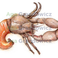 Hermit crab – original artwork by Aga Grandowicz – close-up