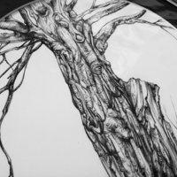 Trees of Marlay Park #4, A4 fine art print from a drawing by Aga Grandowicz