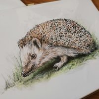 European hedgehog – original artwork by Aga Grandowicz.